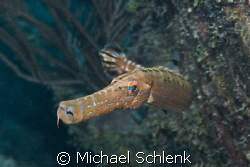 Trumpetfish checking me out, wanting to make sure I get h... by Michael Schlenk 